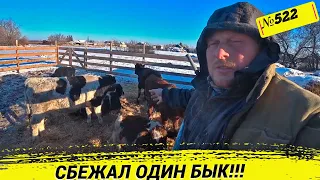 Бык сбежал, пока я шлялся по магазинам. Деревенские будни в Омск Москаленки.