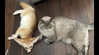 Домашняя лиса фенек охраняет дом от кота