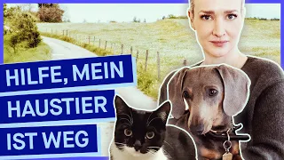 Katze oder Hund vermisst? So findet ihr euer Haustier wieder