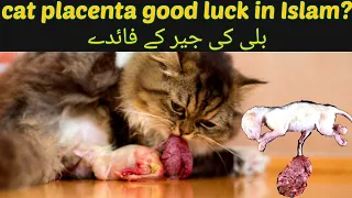 Cat placenta good luck /Billi ki jer benefits in islam / Benefits of keeping a cat at home/ Dr.hira