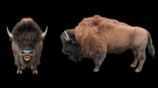 3D Model Bison Bull Hair Fur Rigged Low Poly Animal at 3DExport.com