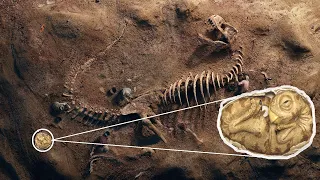 Археологи обнаружили окаменевшее яйцо с динозавром внутри