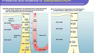 Physiology Ch 20 Fluid and Electrolyte Balance