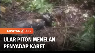 Ular Piton Besar Menelan Penyadap Karet, Jasad Ditemukan Ketika Warga Belah Perutnya | Liputan 6