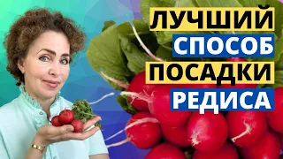 Посадка РЕДИСА. Выращивание РЕДИСА.