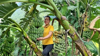 VIDEO FULL: 190 Days of Harvesting Clouds, Bitter Gourds, Bamboo Baskets, Bananas Go to market sell