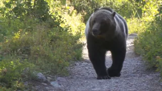 Grizzly Bear Encounter  Aug 2016 Montana Glacier National Park Viceo 3