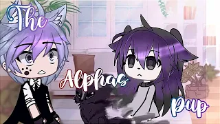 THE ALPHA'S PUP Episode 1  |  Glmm inspired