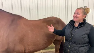 Palpating Your Horse