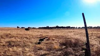Pheasant Hunting with 6 month old GSP (German Shorthaired Pointer)