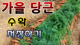 [텃밭농부.871]  가을당근을 수확하고 저장하기 #당근재배