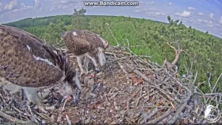 2017-06-10 15:54 LAT Osprey - Teo feeds chicks, Tina dont feel well