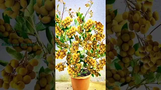 The best planting technique for multiplying longan trees with banana fruit stimulants.#garden