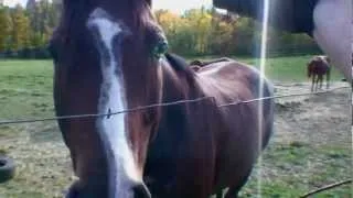 Horse and my arm Electric Fence Shock Oct 1 2012