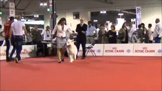 World Dog Show Milano 2015 - White Swiss Shepherd