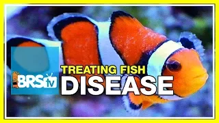 Week 51: What you need to know to cure fish disease & parasites | 52 Weeks of Reefing