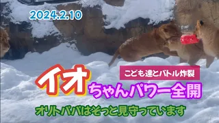 2024.2.10イオちゃんパワー全開‼️娘にご指導🐱その時オリトパパはそっと見守っています🦁