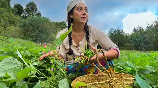 Taste of Tradition: 'Loobia Polo' Harvesting and Cooking in Rural Iran