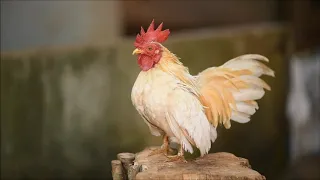 Петух. .Крик петуха.The crowing  of rooster. Kookareku.