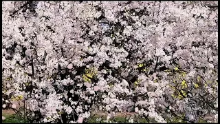 a not so popular in YouTube! Spring Blossom in Prague,Czech Republic, @marjorie.bajog.mojica