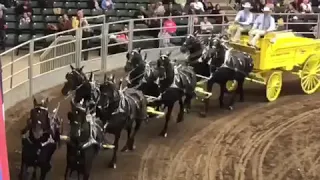 Eight Horse Hitch Class at World Percheron Congress 2018