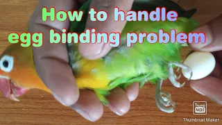 How to handle egg binding problem in lovebirds Hindi/Urdu