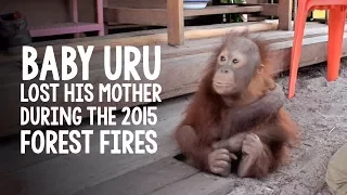 Nyaru Menteng Takes in Another Baby Orangutan