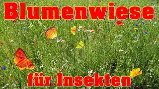 Kleingarten in ein Insektenparadies verwandeln