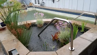 Swimming Pool to Natural Pond Conversion - Episode #6