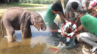 The poor baby elephant’s injured mouth recovered with a successful treatments.|Best Animal Treatment