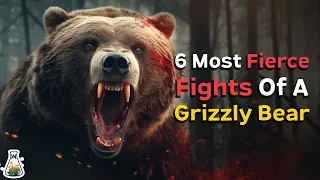 6 Most Fierce Fights of a Grizzly Bear