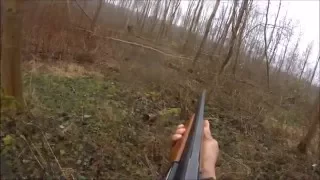 Driven hunting - Roe deer with a shotgun