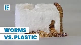 Are Plastic-Eating Worms The Solution to Plastic Waste?