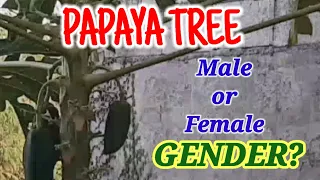 #somethingunusual# MALE or FEMALE PAPAYA...bearing fruit...what is the gender?