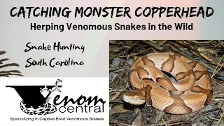 BIG Copperhead snake hunting | Flipping Tin for Snakes in South Carolina Herping lowcountry