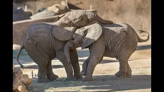 Playful Pachyderm Pair at San Diego Zoo Safari Park