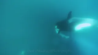 Orca deep sea shark hunt