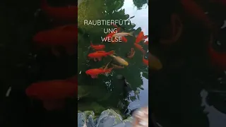 #Shorts #Welse füttern Raubtierfüttterung Fische Goldfische Teich im Garten Naturpur