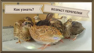 Возраст перепелки quail - как определить? Перья, клюв, лапы - когти и кожа