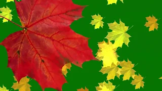 Green Screen Falling leaves, Transition Autumn Футаж Переход осенние листья клена