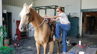 Treasure's Gold dappled palomino racking horse