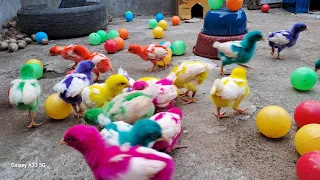 Catch Cute Chickens, Colorful Chickens, Rainbow Chicken, Rabbits, Cute Cats, Ducks, Animals Cute #10