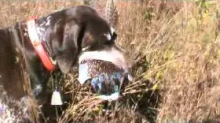 German Shorthaired Pointers Pheasant Hunting NH 2010 lucky shot