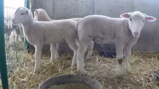 Huntington's Sheep Update