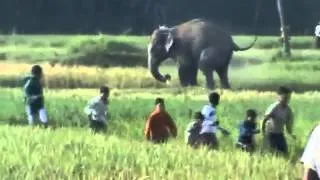 Слоны гоняют людей.