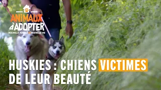 Huskies : chiens victimes de leur beauté / Animaux à Adopter