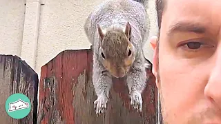 Man Befriends Squirrel And Their Friendship Is Magic | Cuddle Squirrels