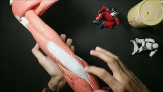 Anatomi Muskulus Ekstremitas Superior
