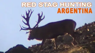 Red Stag Hunting in Argentina// Chasse du Cerf en Argentine // 2023