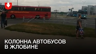 Автобусы из Жлобина едут предположительно в Гомель